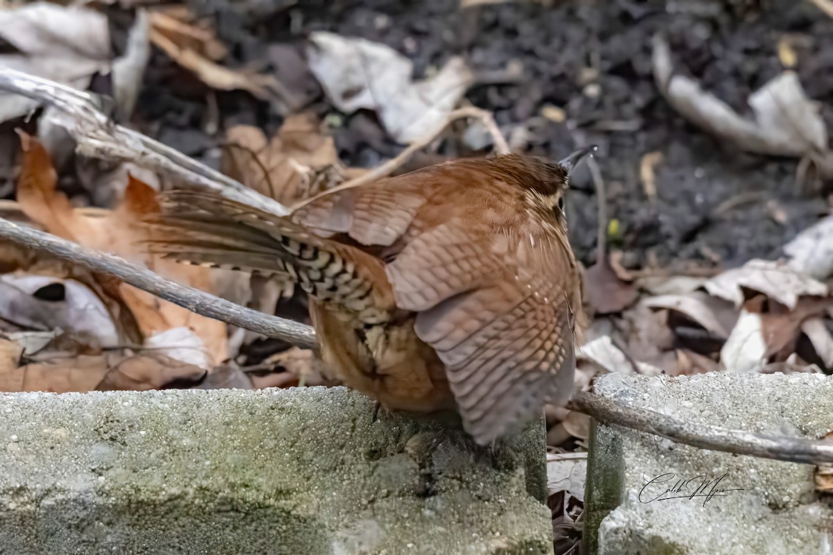 Carolina Wren - ML646379992