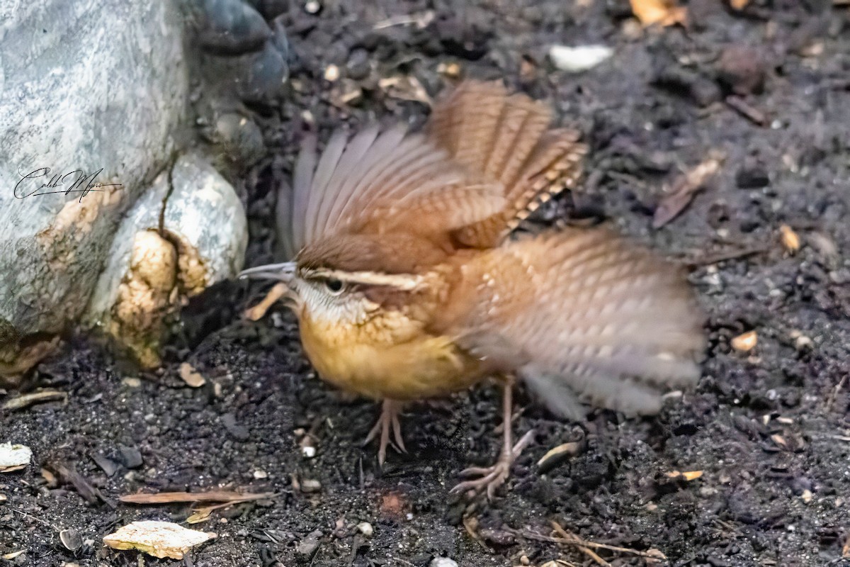 Carolina Wren - ML646379993
