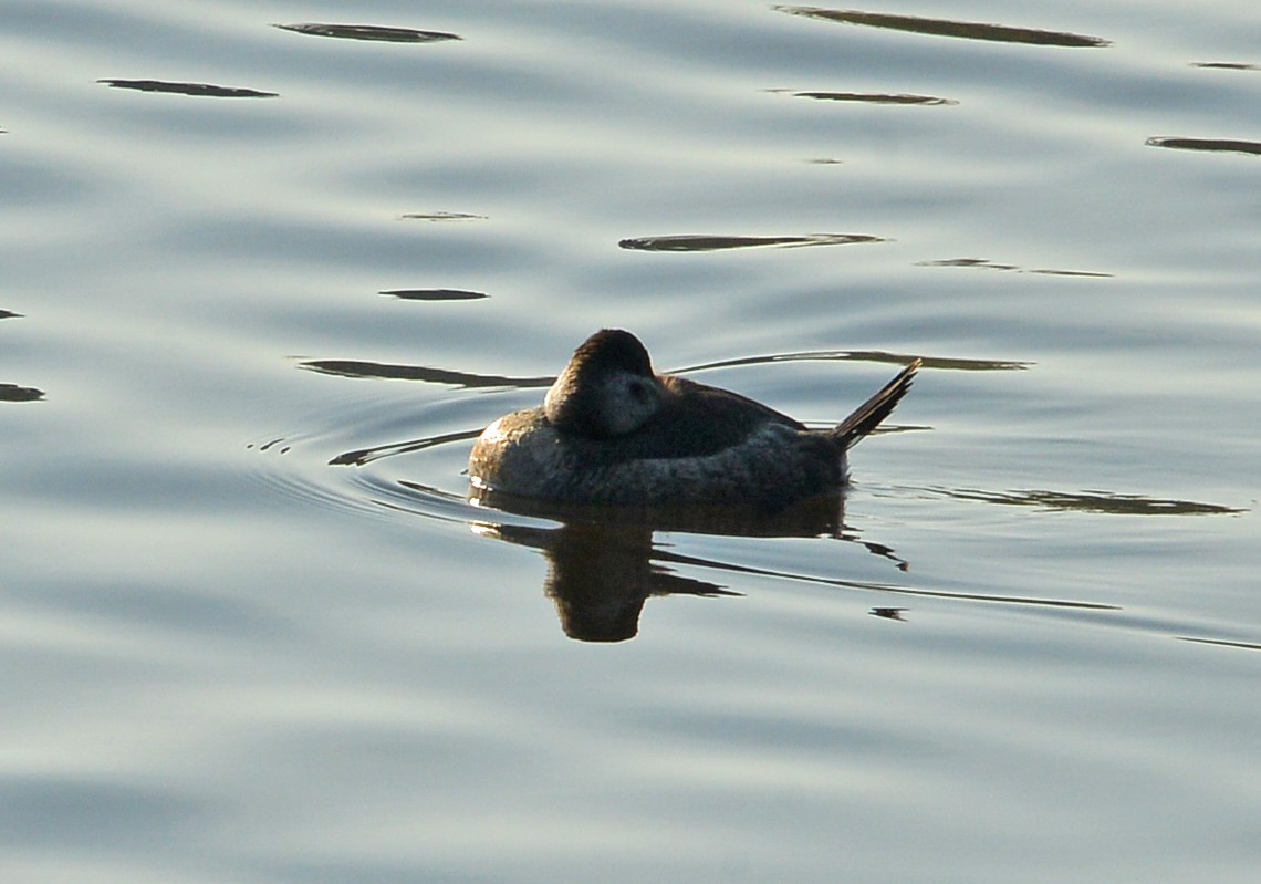 Ruddy Duck - ML646379995