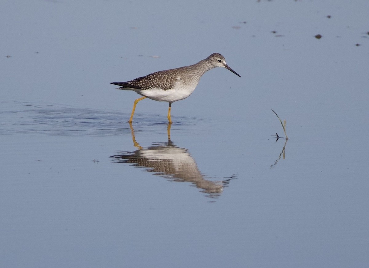 Lesser Yellowlegs - ML646379997