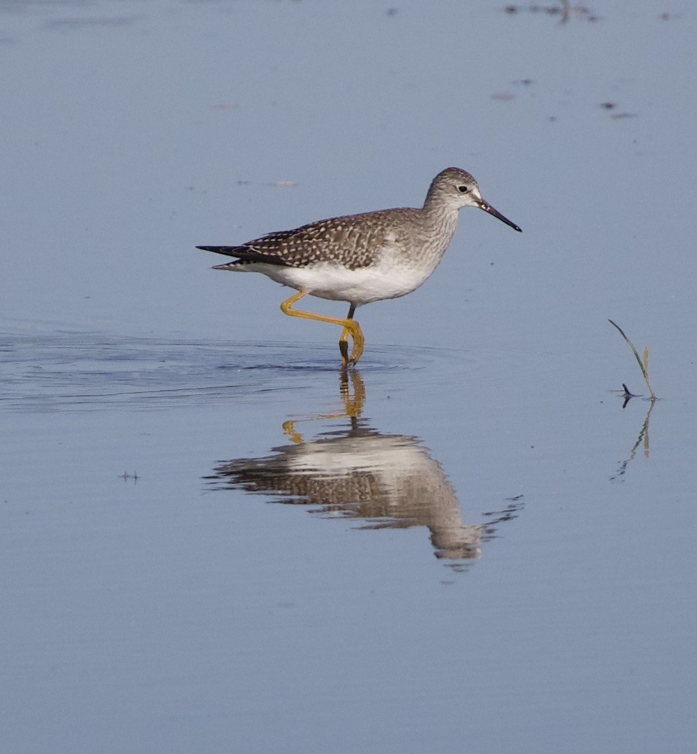 Lesser Yellowlegs - ML646379998