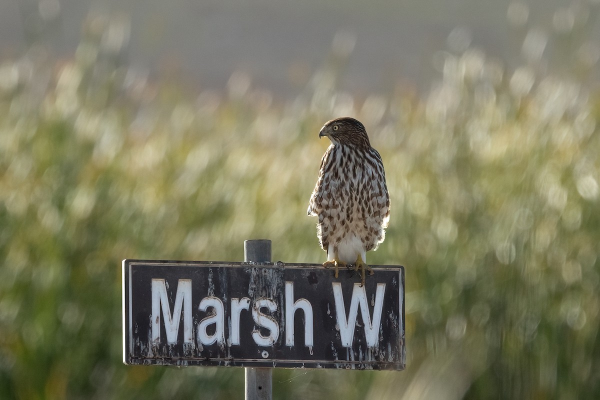 クーパーハイタカ - ML646379999