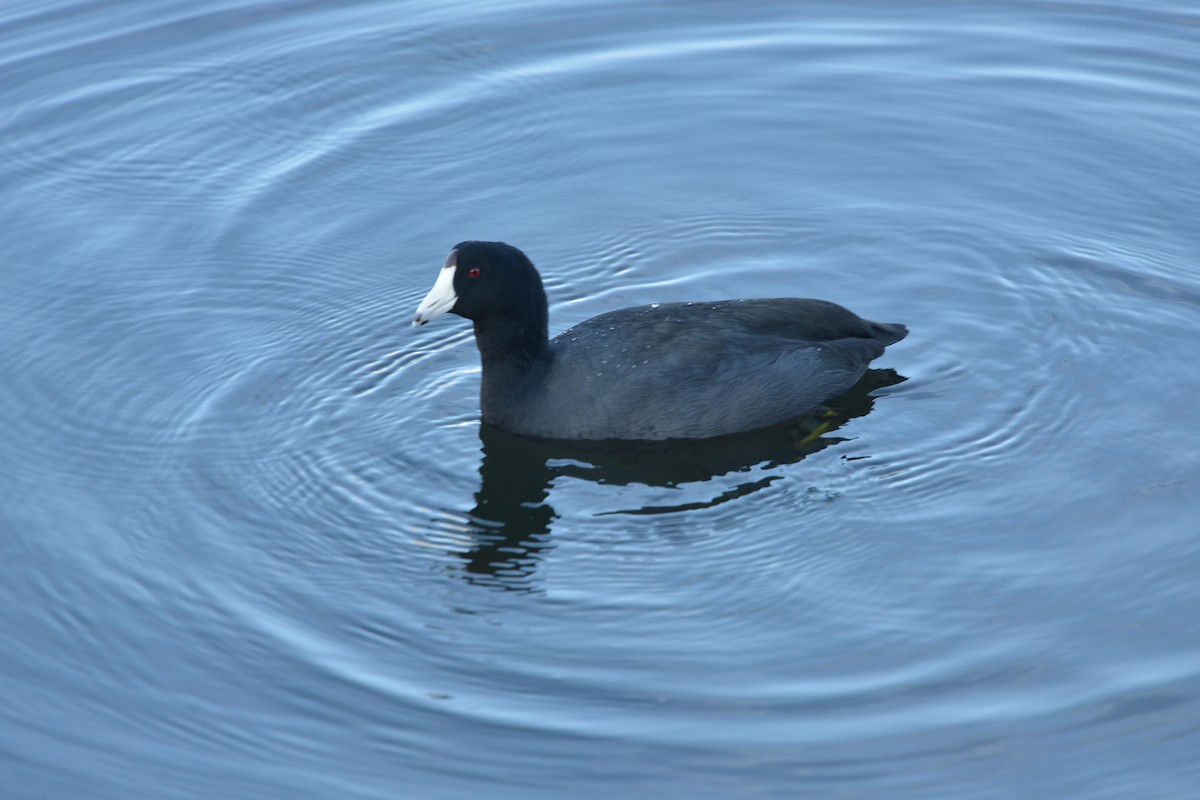 American Coot - ML646380000