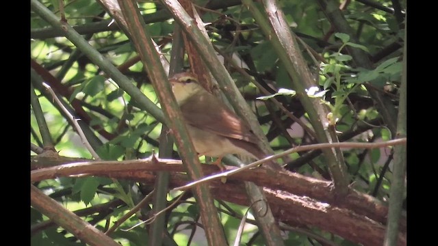 Swainson's Warbler - ML646380001