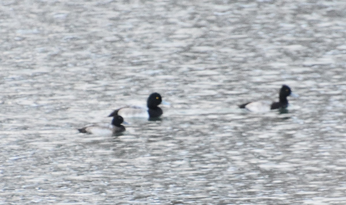 Fuligule milouinan - ML646380005