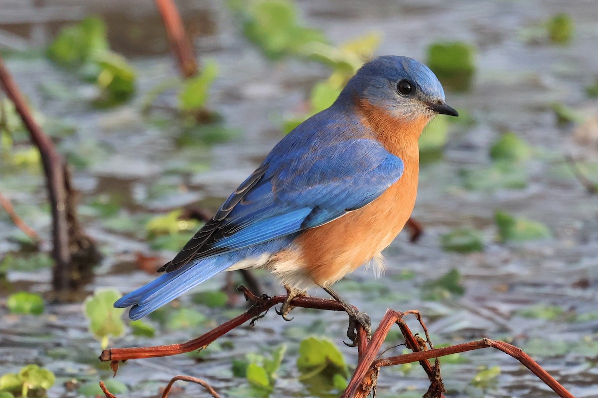 Блакитник східний - ML646380008