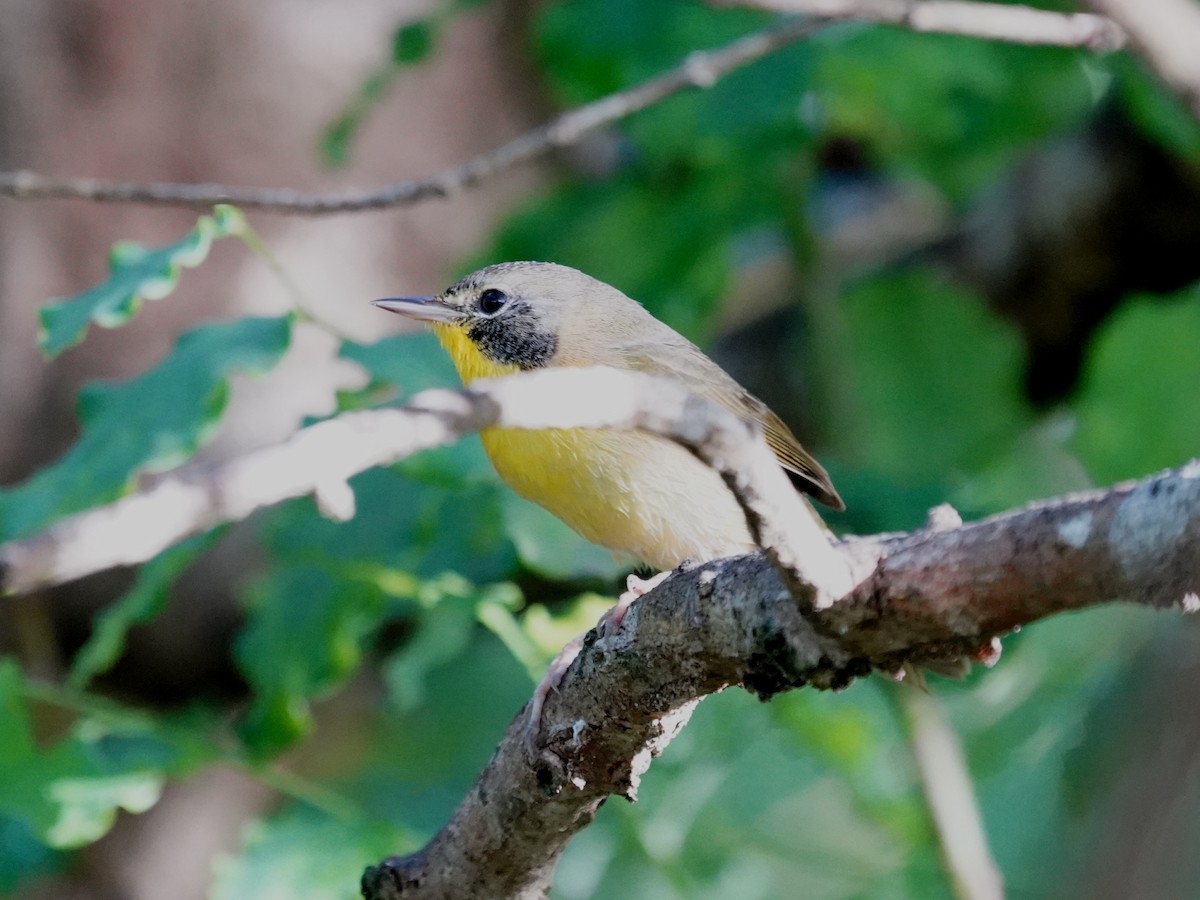 Common Yellowthroat - ML646380013