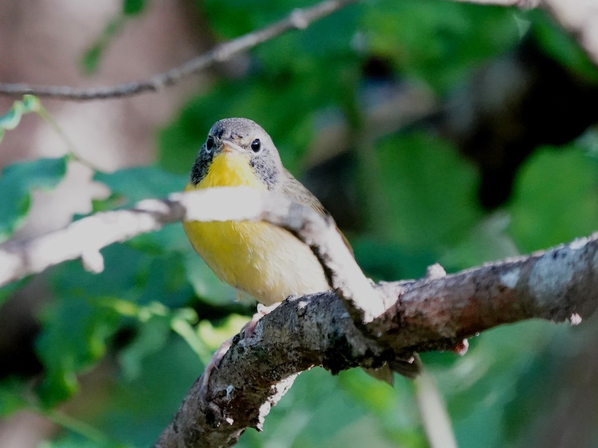 Common Yellowthroat - ML646380014