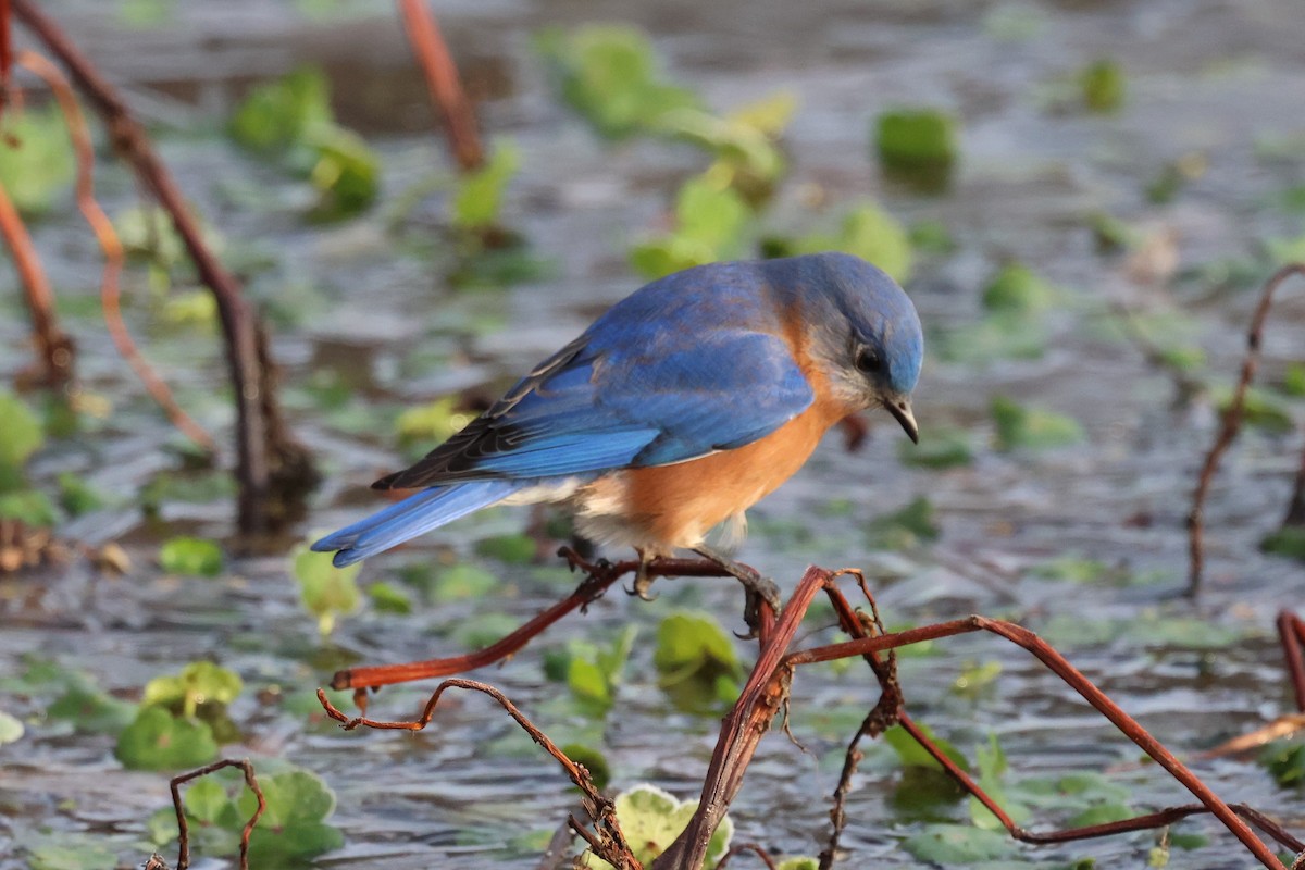 Блакитник східний - ML646380015