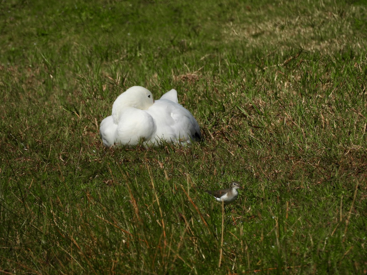 אווז שלג - ML646380016