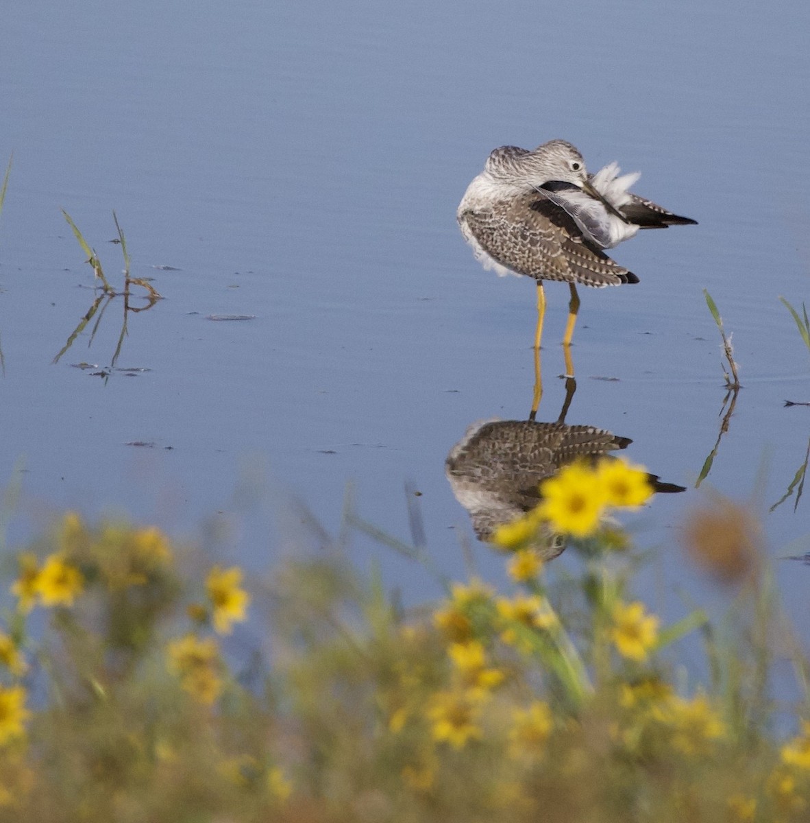 Greater Yellowlegs - ML646380017