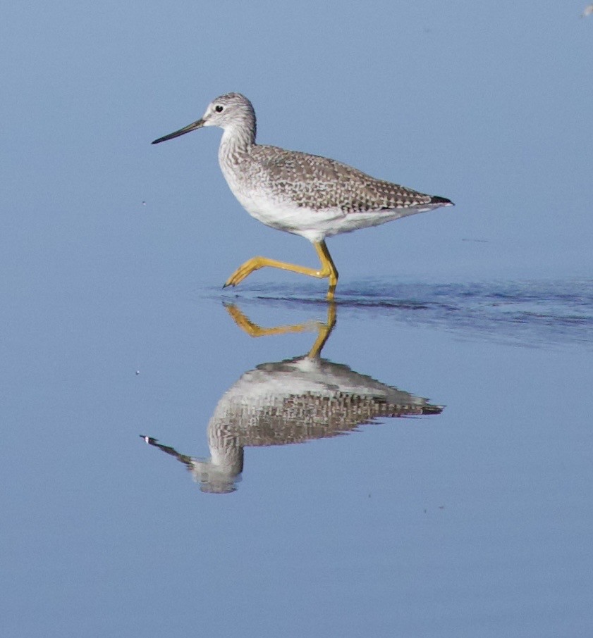 Greater Yellowlegs - ML646380018