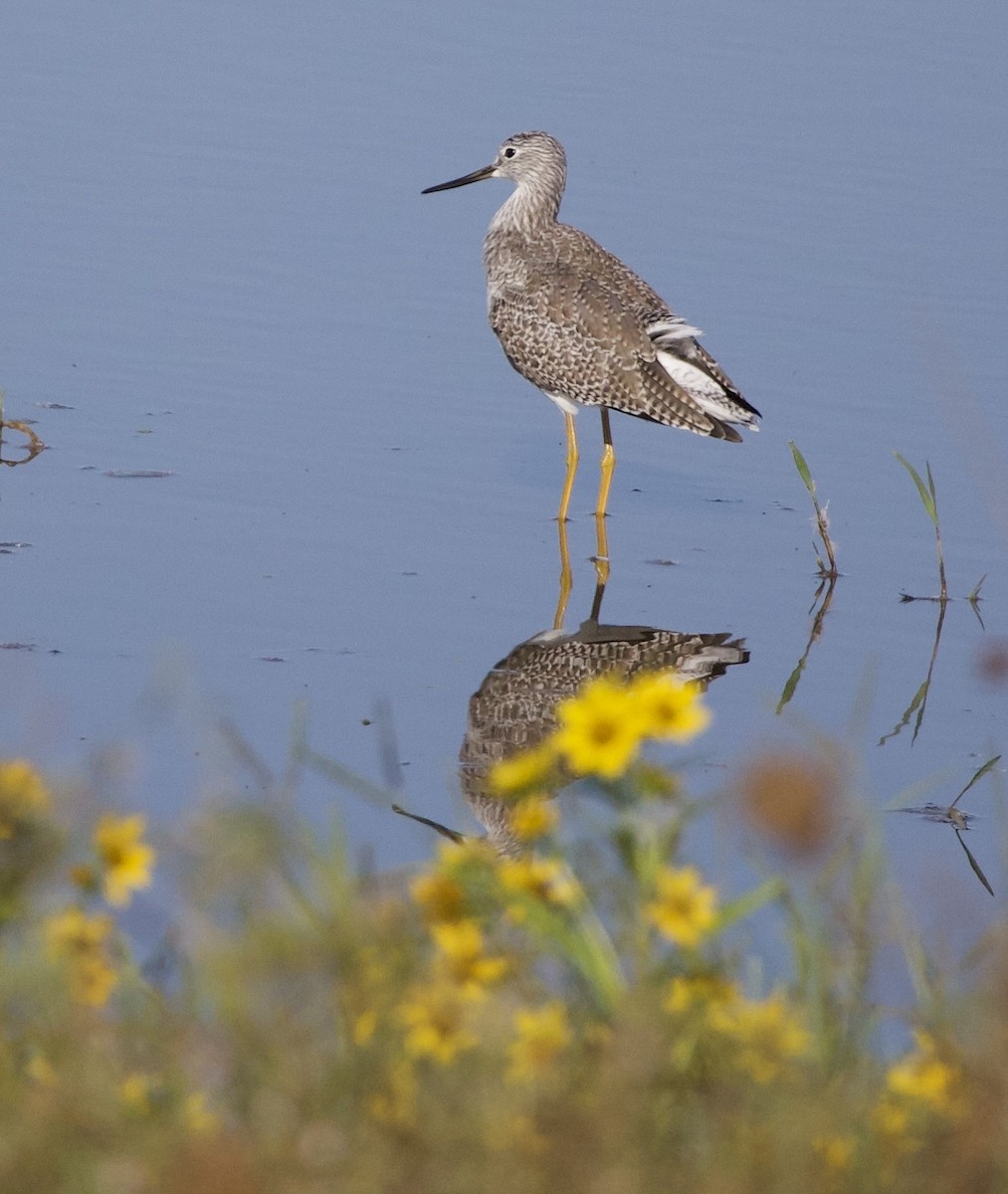 Greater Yellowlegs - ML646380019