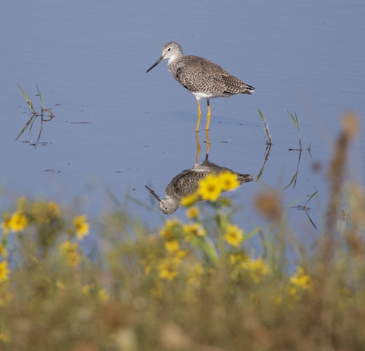 Greater Yellowlegs - ML646380020