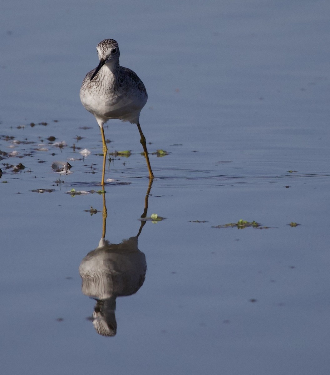 Greater Yellowlegs - ML646380021
