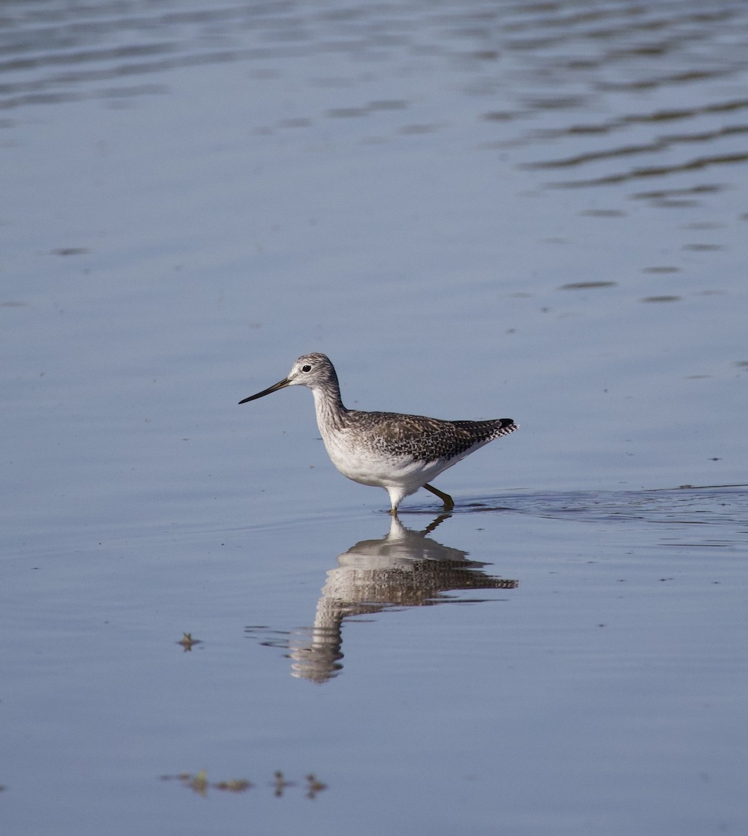 Greater Yellowlegs - ML646380022
