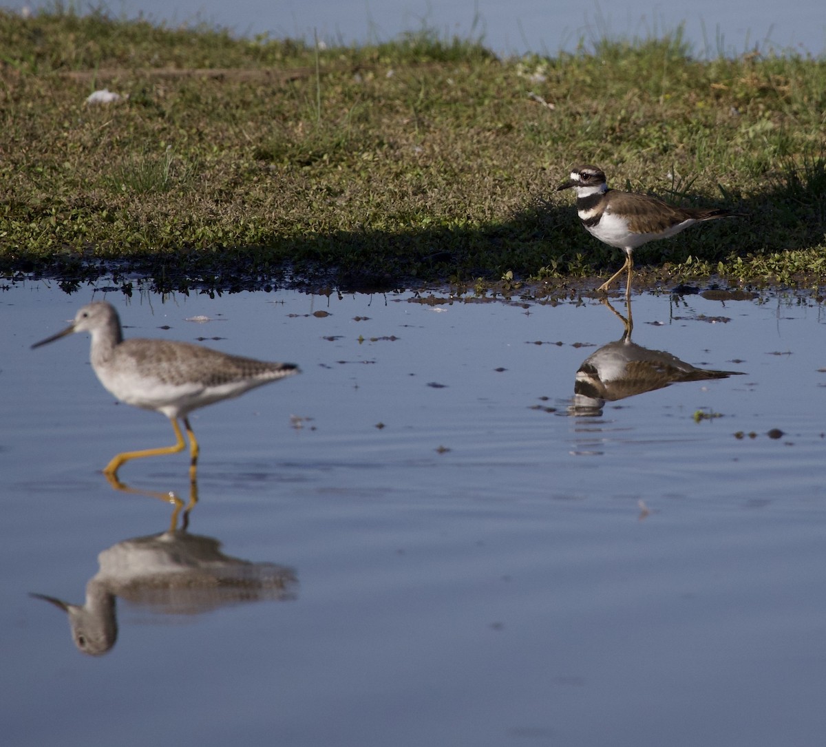Greater Yellowlegs - ML646380023