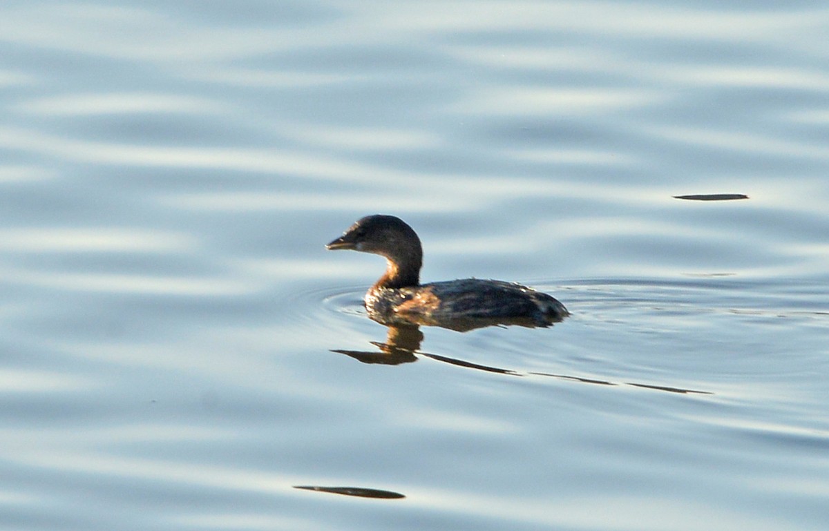 Pied-billed Grebe - ML646380024