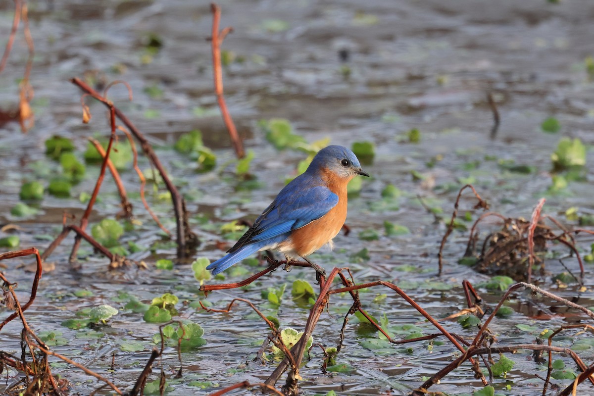 Блакитник східний - ML646380025