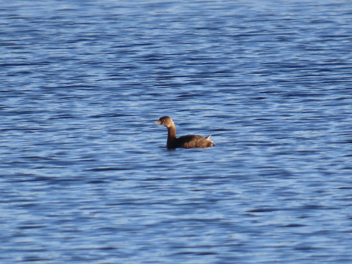 Pied-billed Grebe - ML646380026