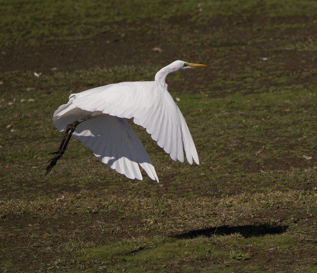 Great Egret - ML646380029