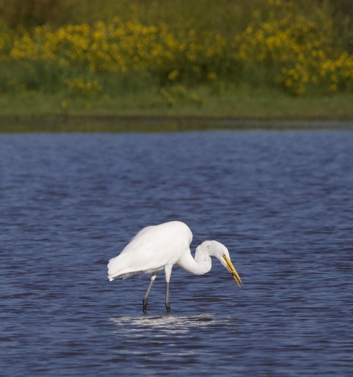 Great Egret - ML646380030