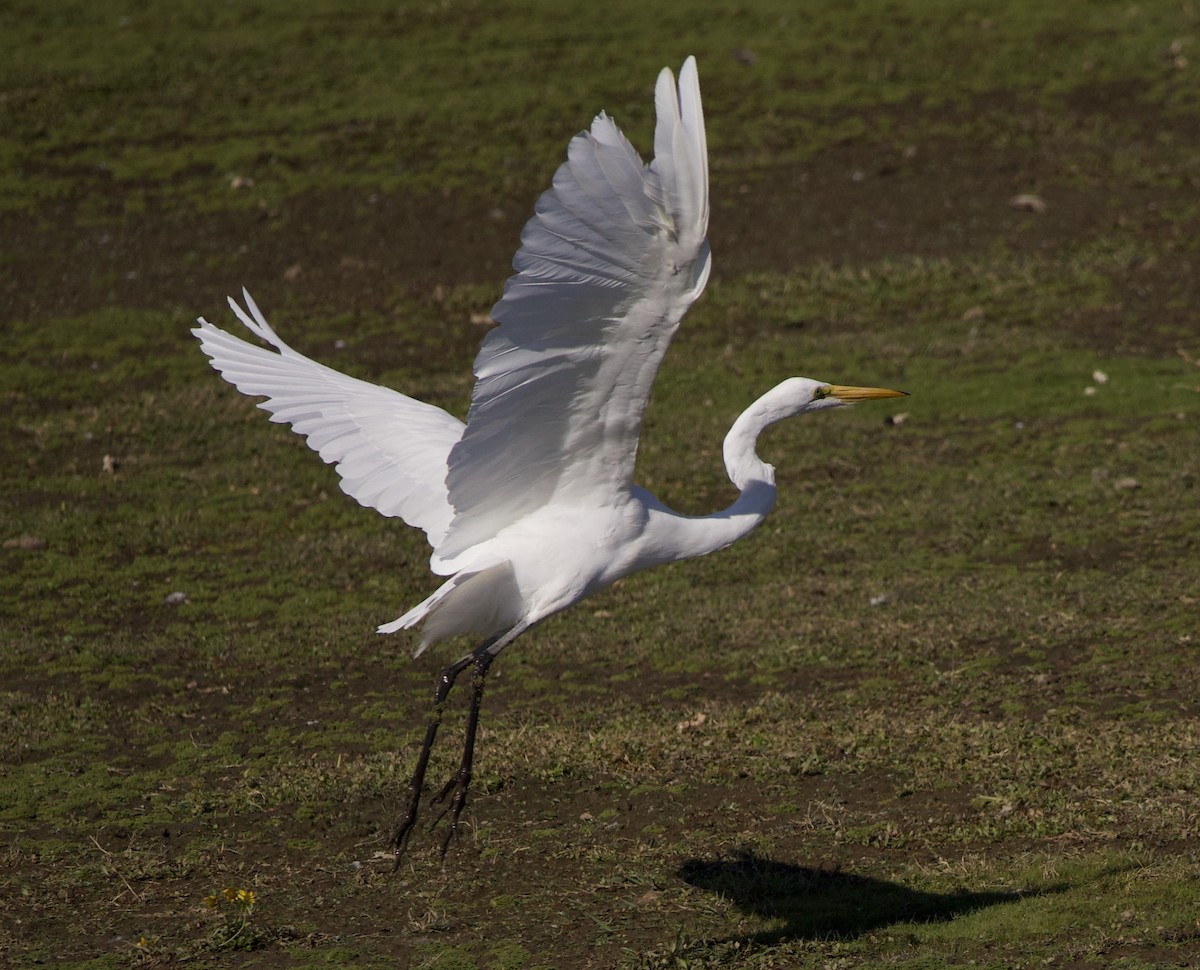Great Egret - ML646380031