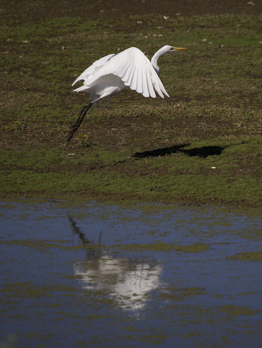 Great Egret - ML646380032