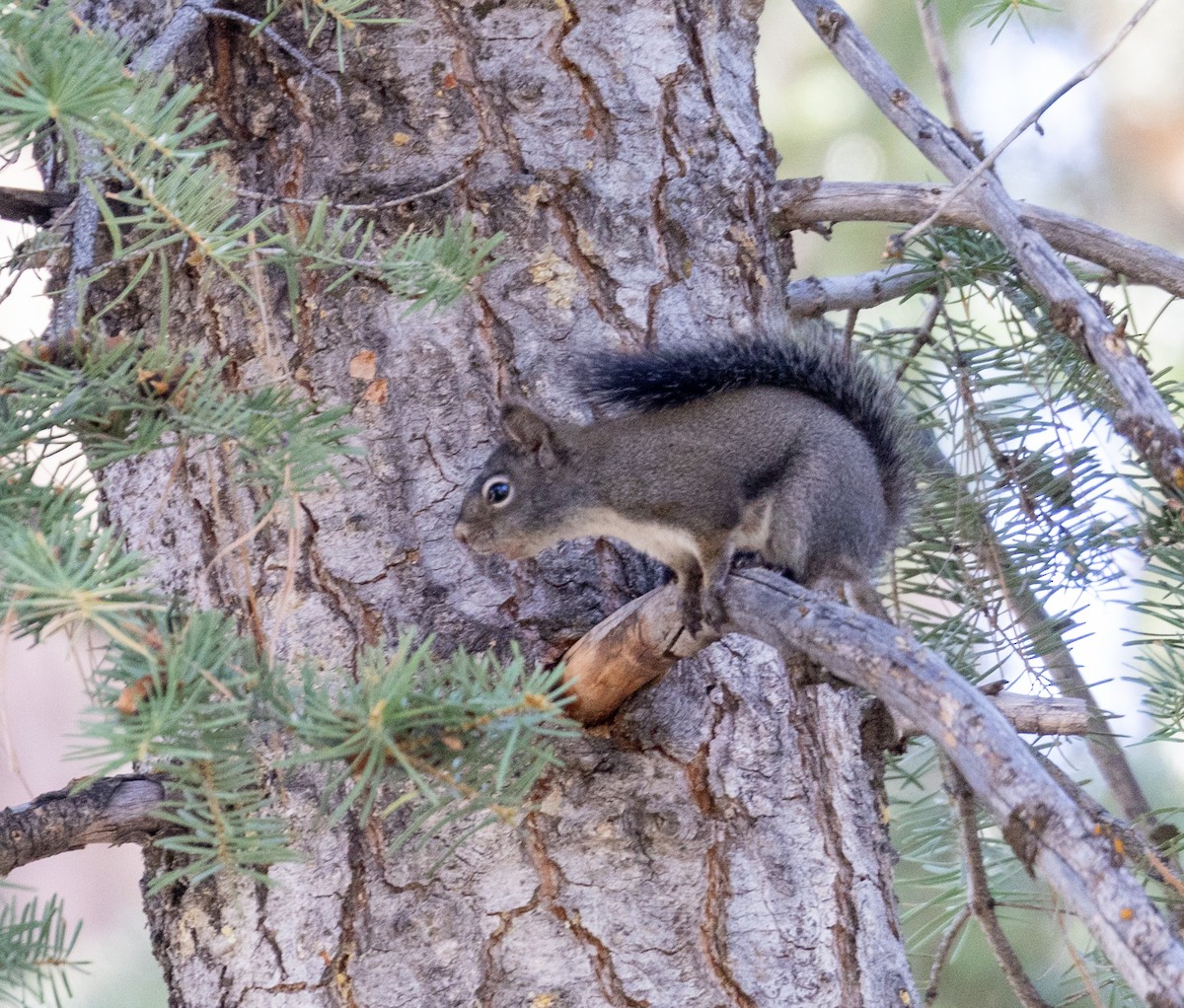 Fremont's Squirrel - ML646380036