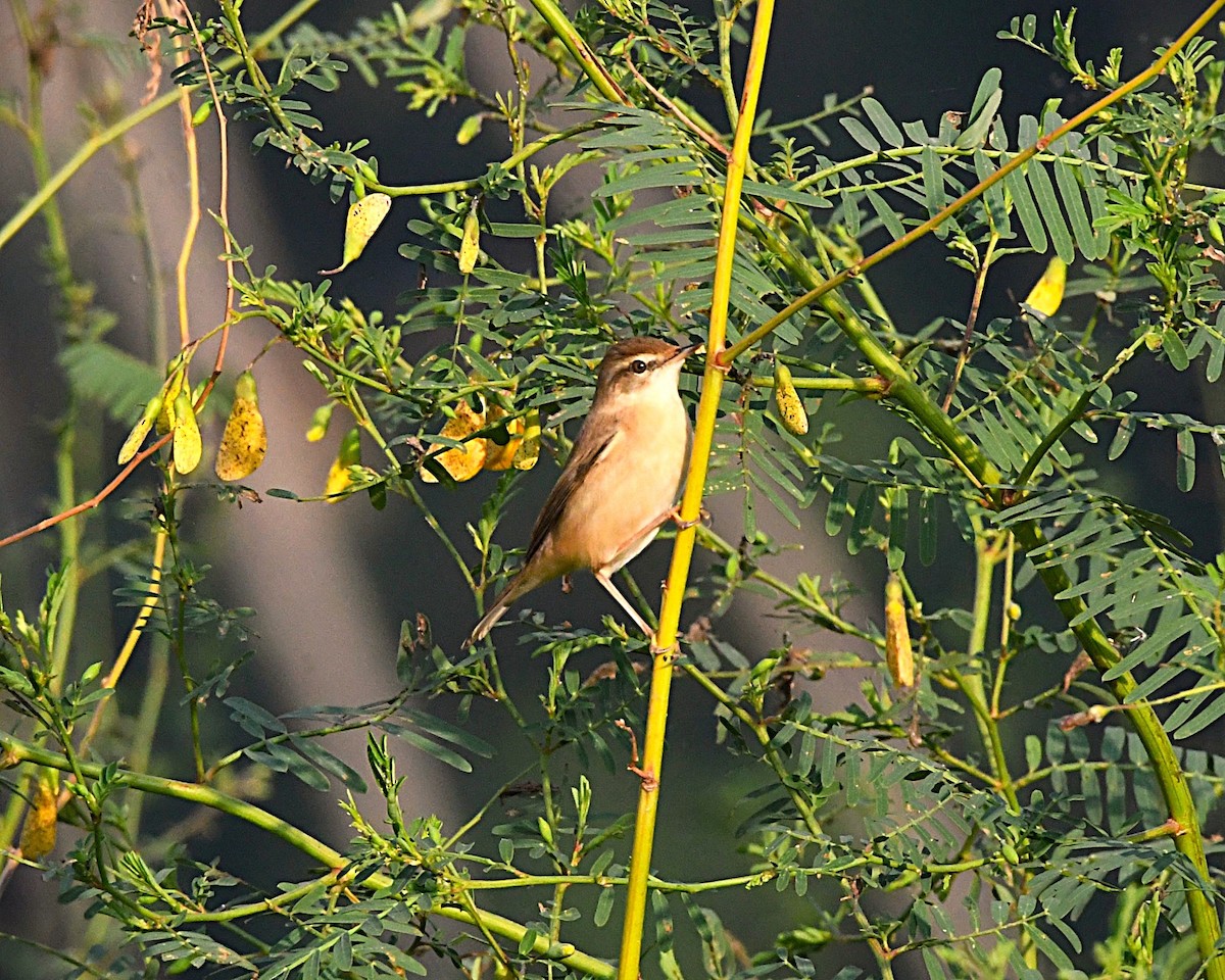 Cannaiola di Jerdon - ML646380037