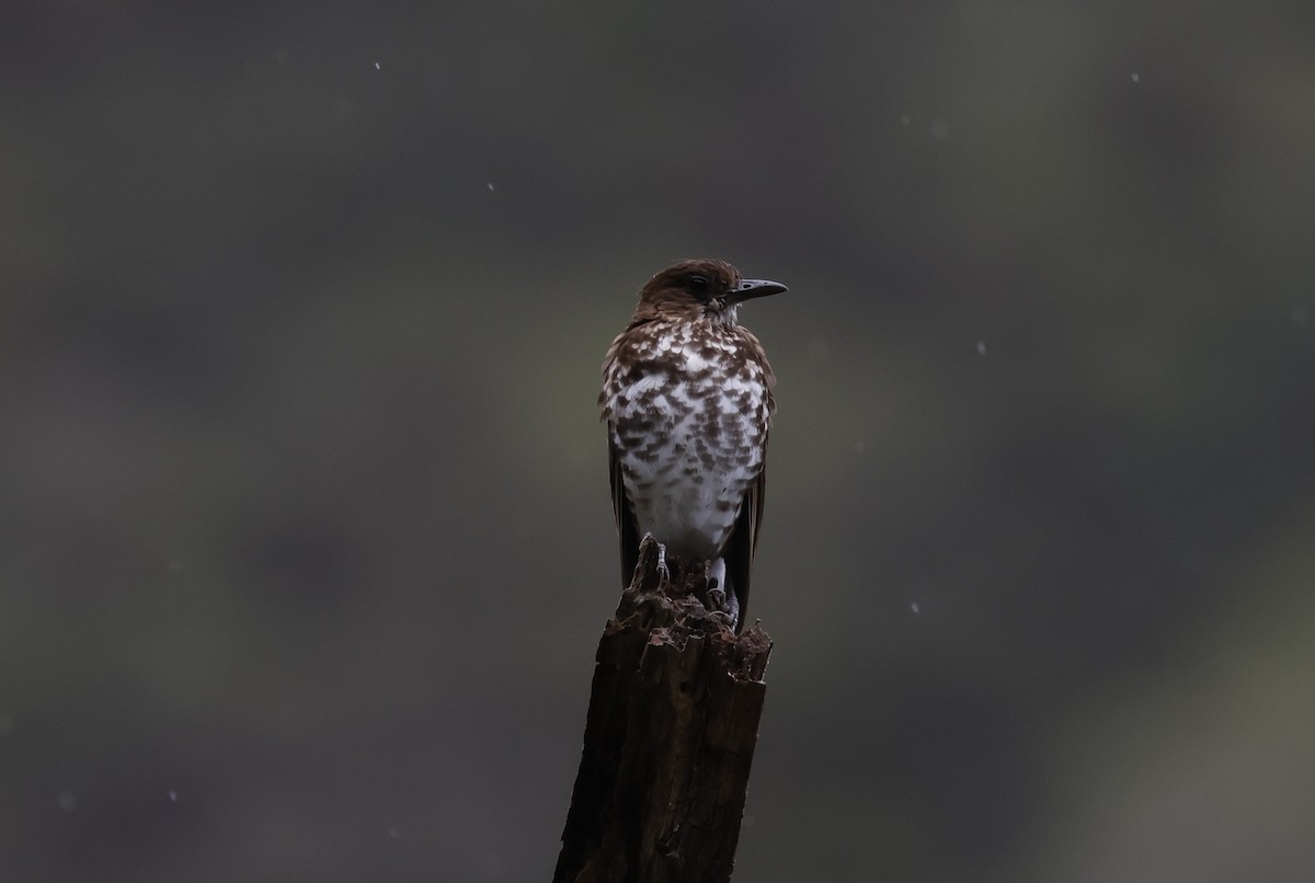 Marañon Thrush - ML646380038