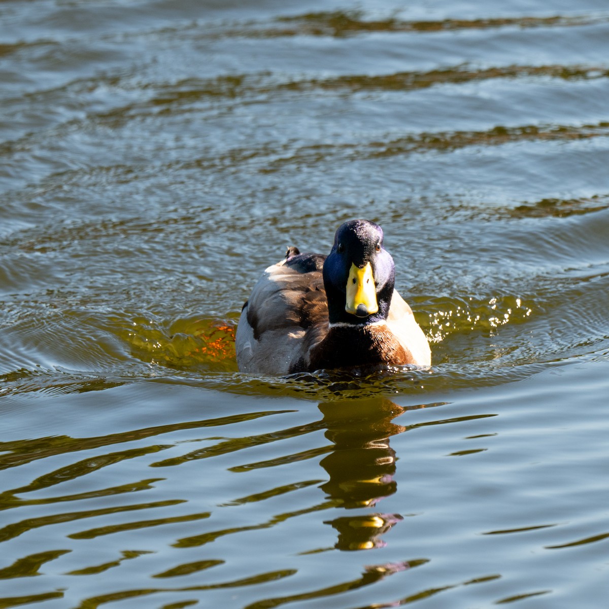 Mallard - ML646380039