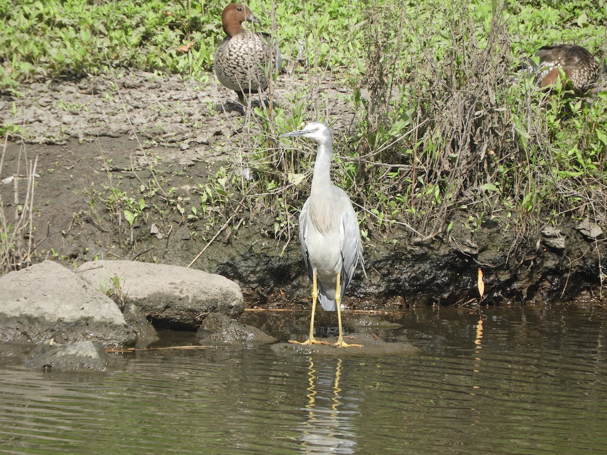 White-faced Heron - ML646380040