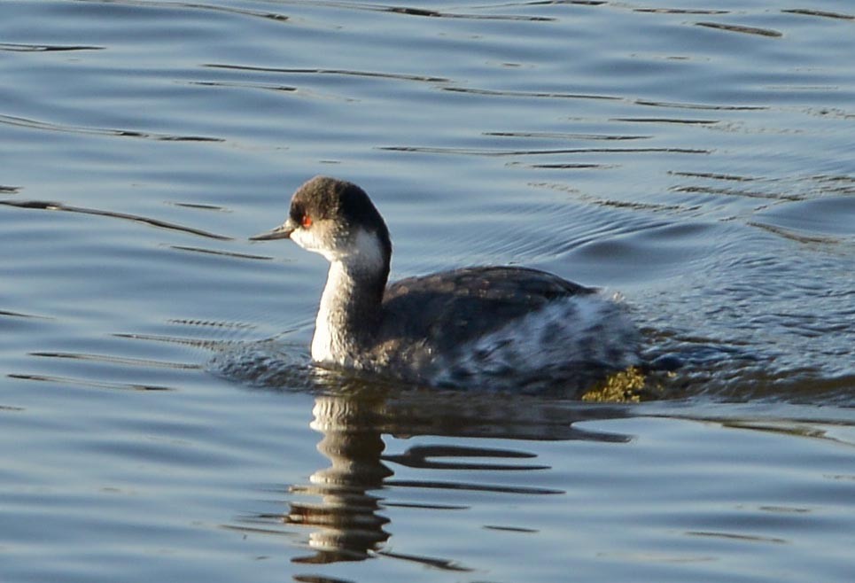 potápka černokrká - ML646380041