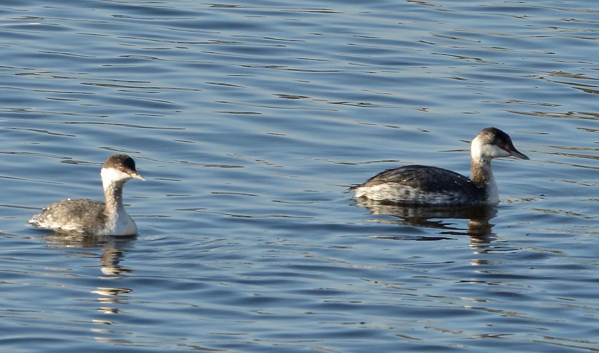 Horned Grebe - ML646380042