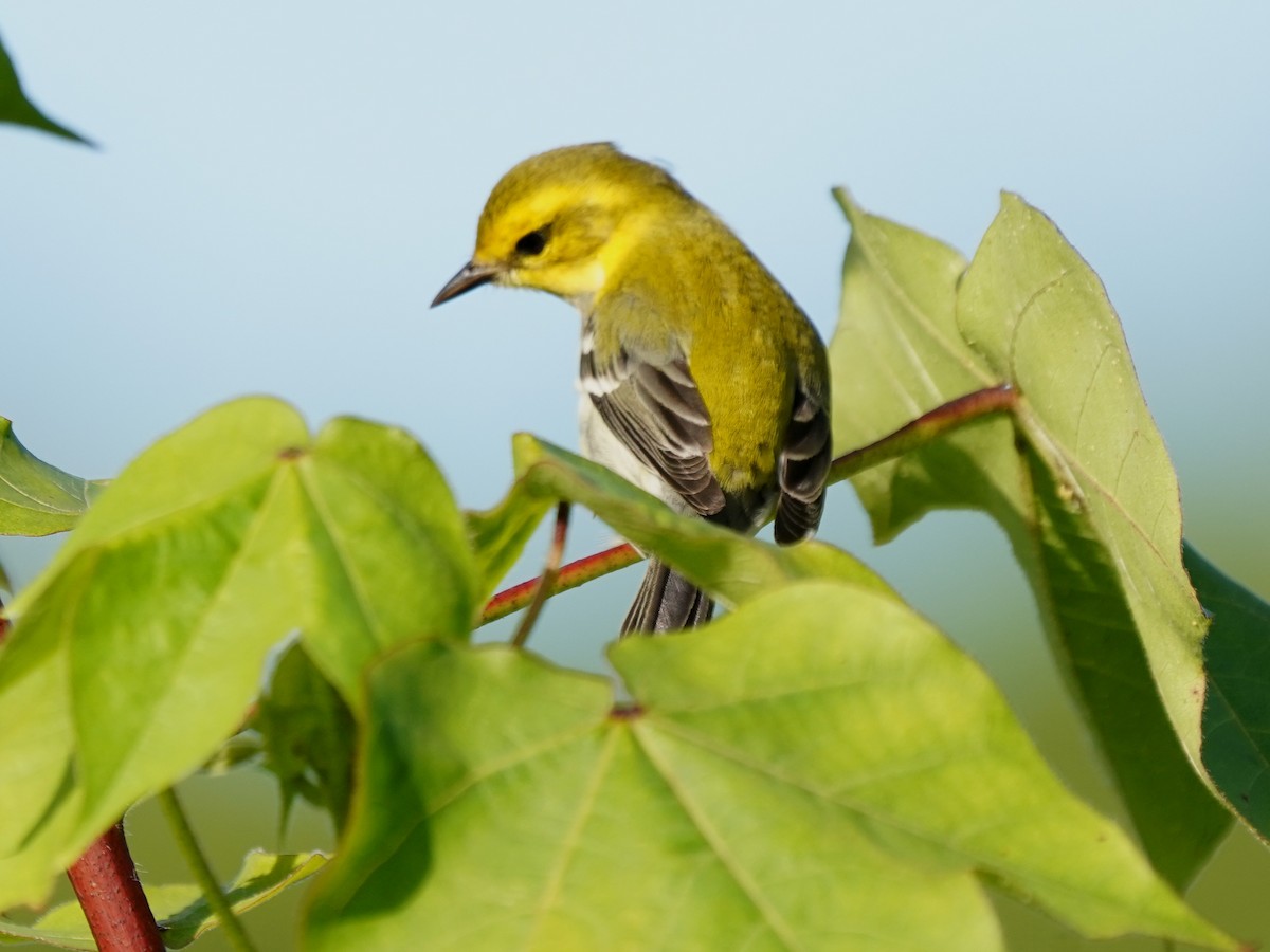 Black-throated Green Warbler - ML646380043