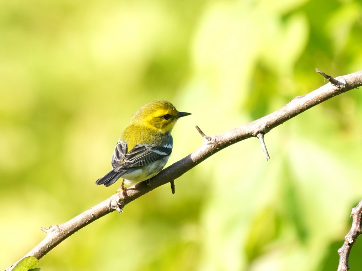 Black-throated Green Warbler - ML646380044