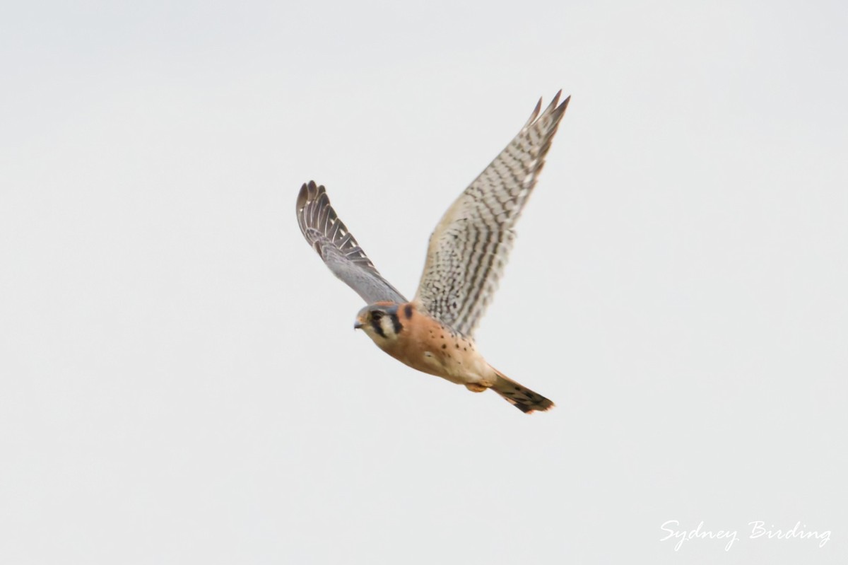 American Kestrel - ML646380045