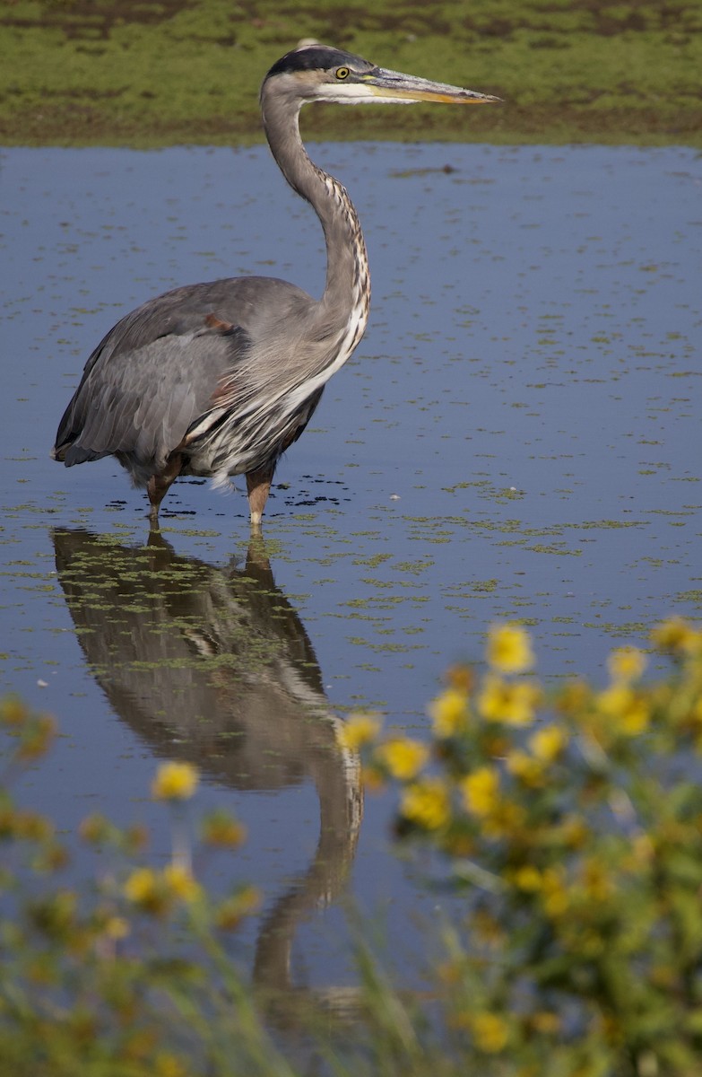 Great Blue Heron - ML646380049