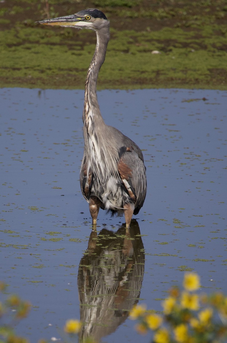 Great Blue Heron - ML646380050