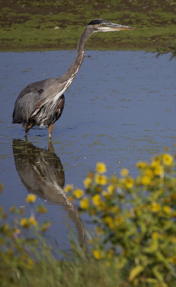 Great Blue Heron - ML646380051