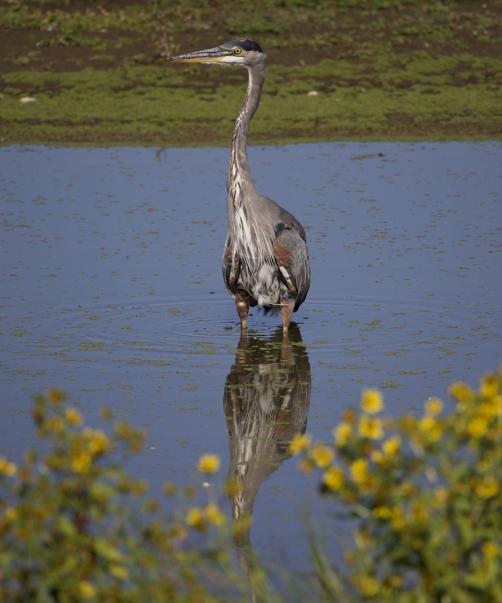Great Blue Heron - ML646380052