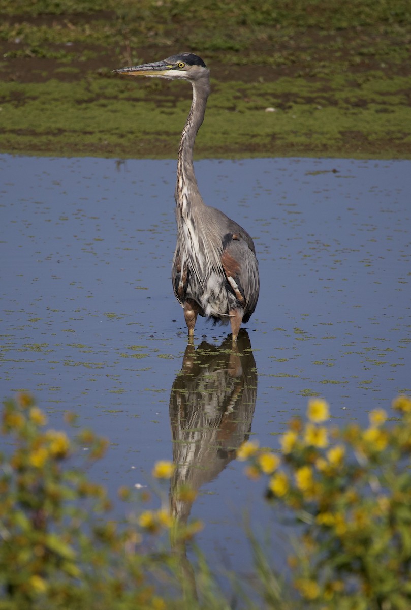Great Blue Heron - ML646380053