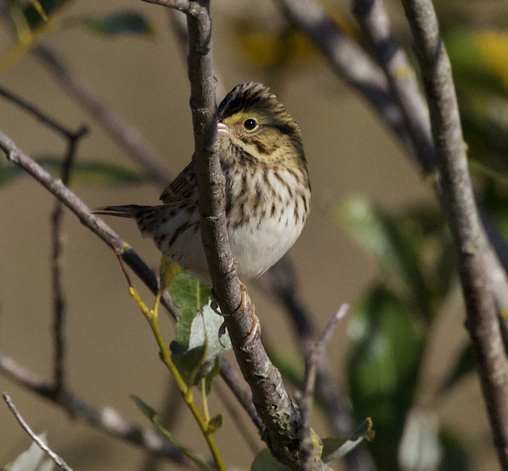 Savannah Sparrow - ML646380057