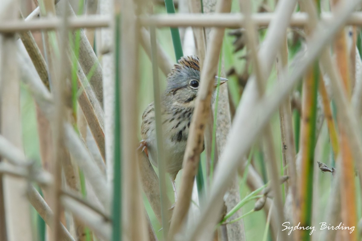Lincoln's Sparrow - ML646380058