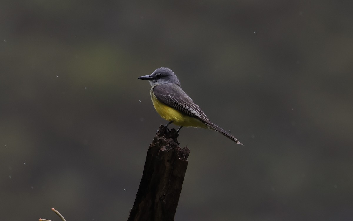 Tropical Kingbird - ML646380059