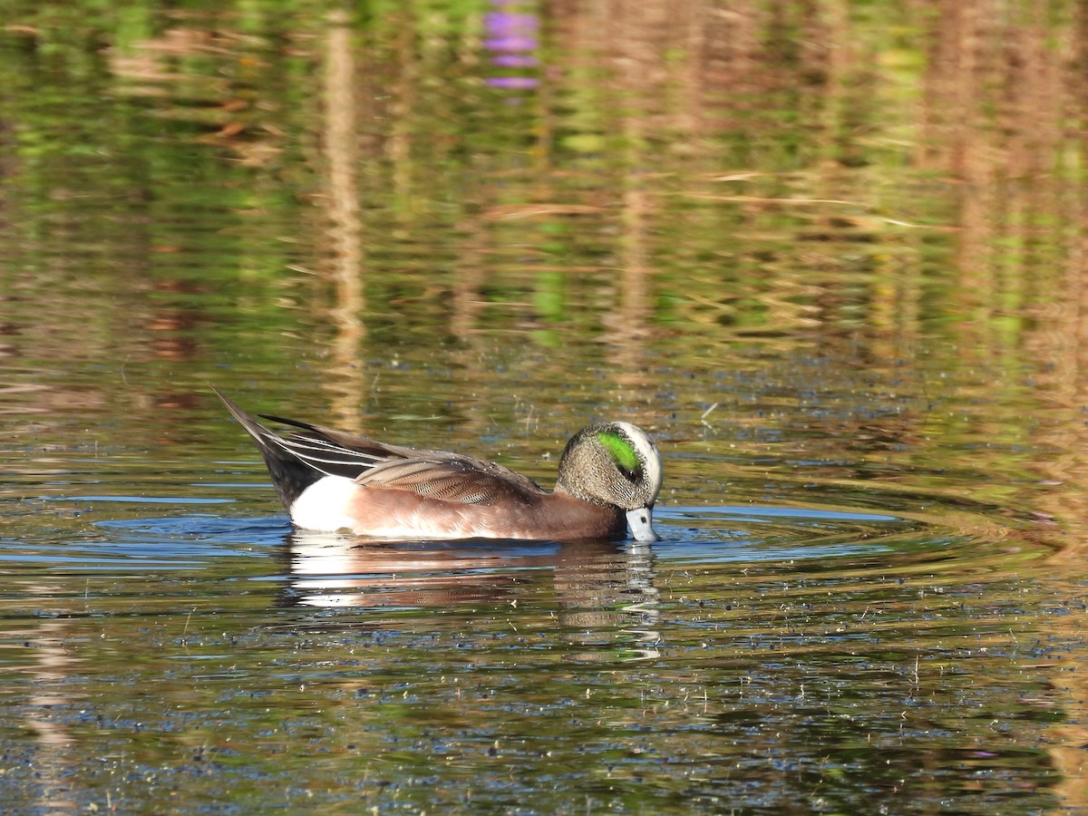 ברווז אמריקני - ML646380060