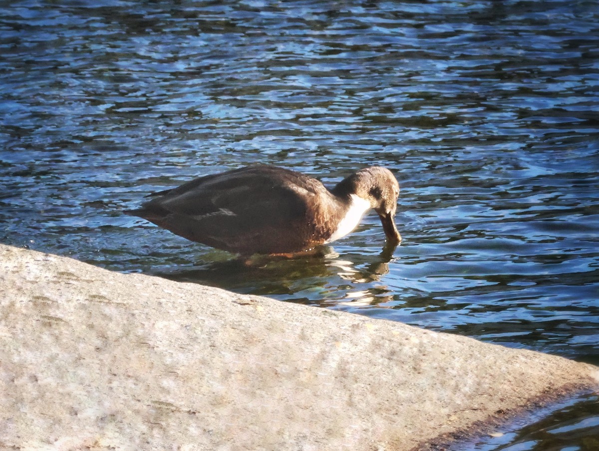 Mallard (Domestic type) - ML646380061