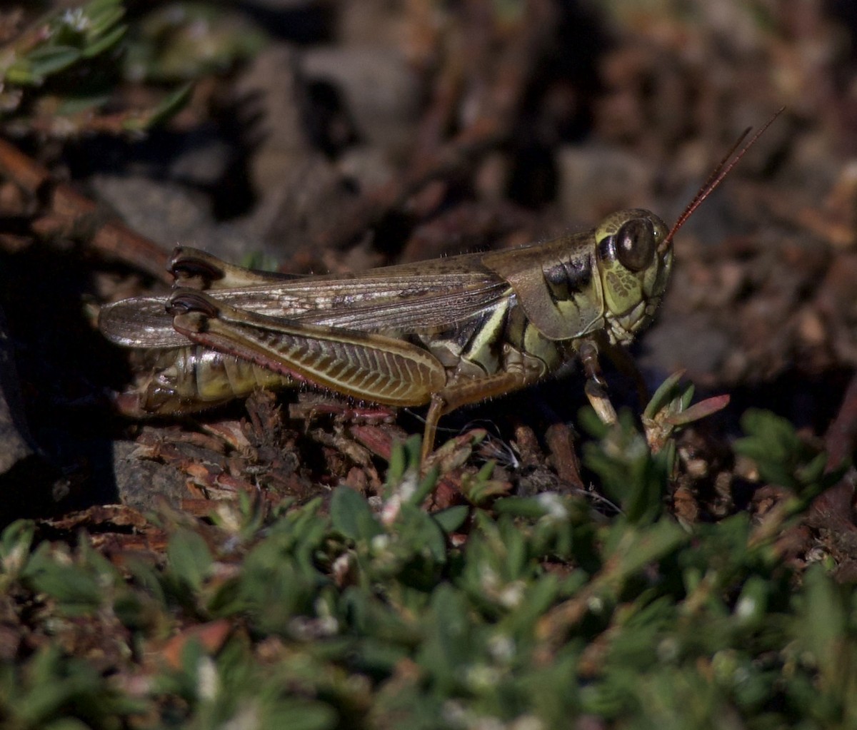 Animals - ML646380062