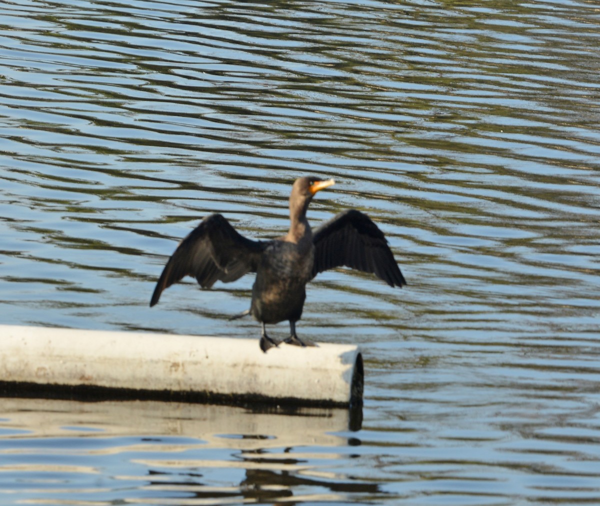 Double-crested Cormorant - ML646380063